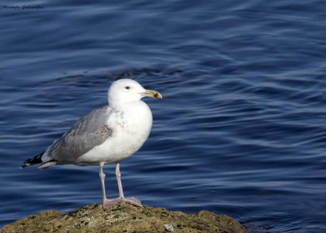 Caspian Gull